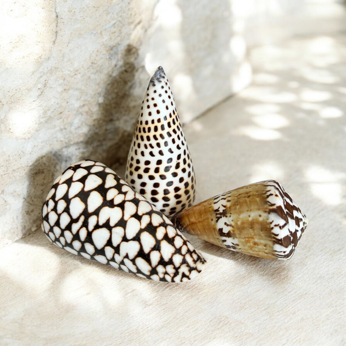 Tbbc Shell Set Bohemian Shell Set – High Tide