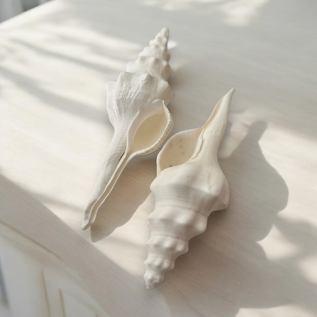 Miranda Conch Shell – High Tide